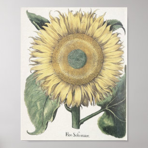 Solros Poster