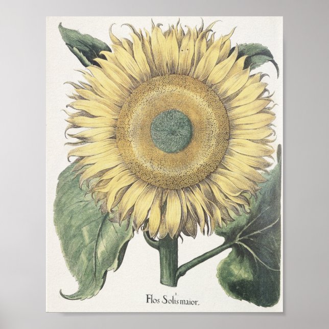 Solros Poster (Framsidan)