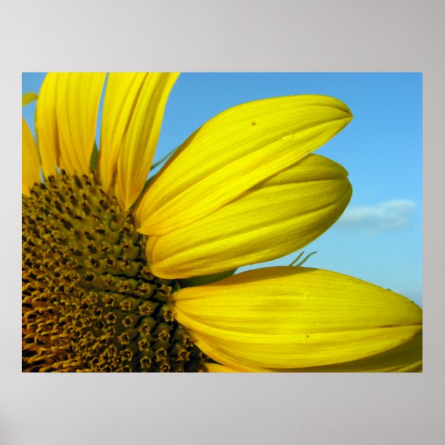 Solros Poster (Framsidan)
