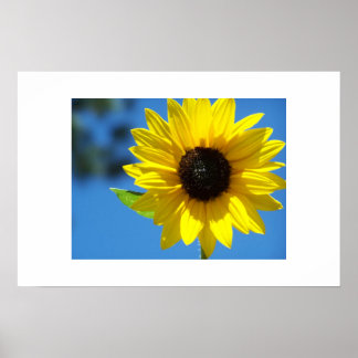 Solros Poster