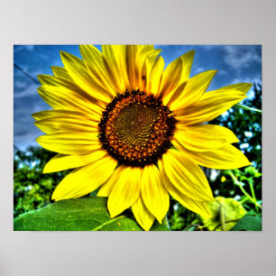 solros poster