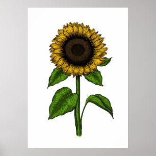 Solros Poster