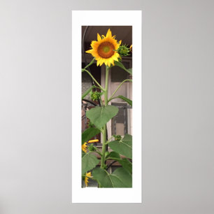 Solros Poster