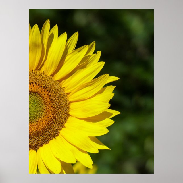 Solros Poster (Framsidan)