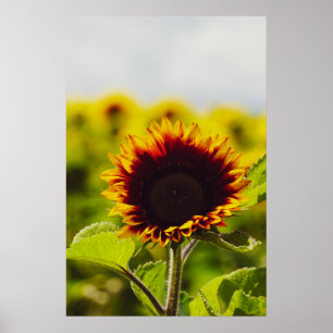 Solros Poster