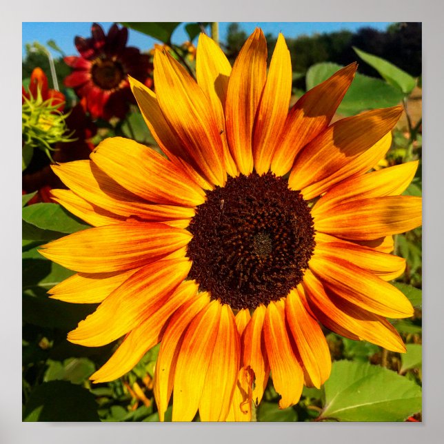 Solros Poster (Framsidan)