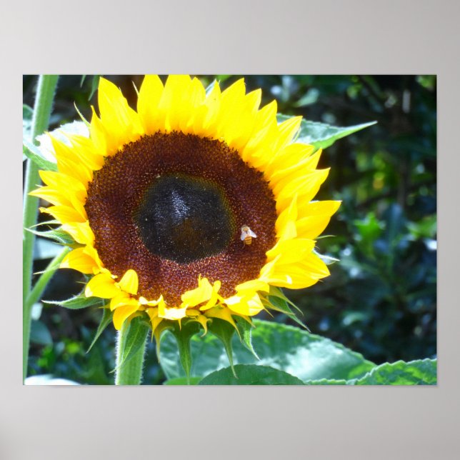 Solros Poster (Framsidan)