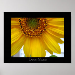 Solros Poster