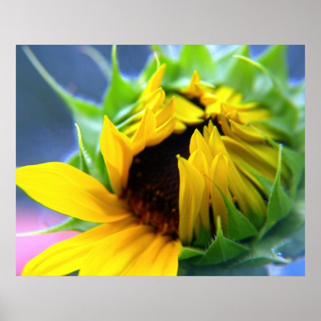 Solros Poster (Framsidan)