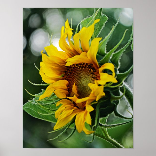 Solros Poster (Framsidan)