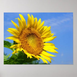 Solros Poster