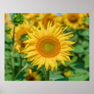 Solros Poster