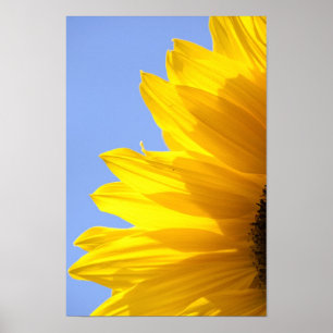 Solros Poster
