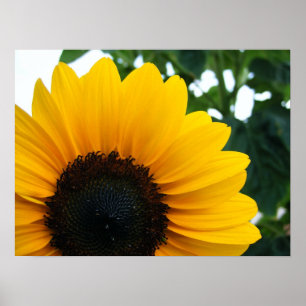Solros Poster