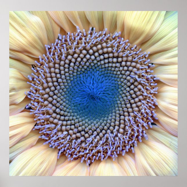 Solros Poster (Framsidan)