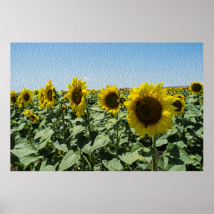 Solros Poster
