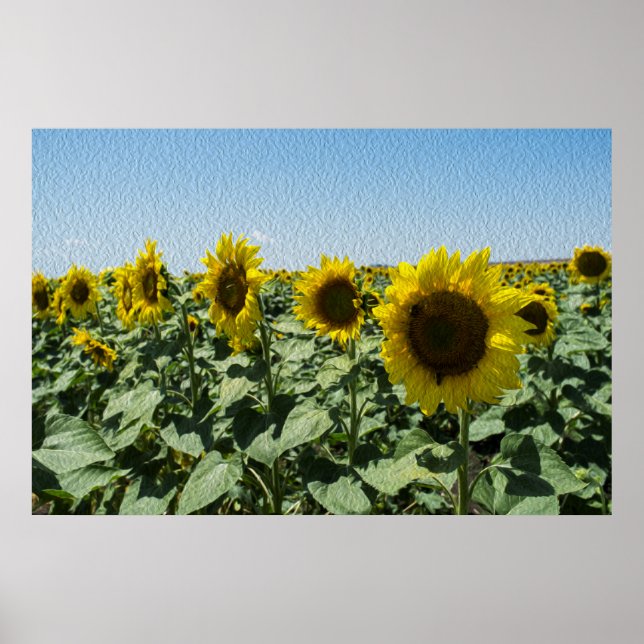 Solros Poster (Framsidan)