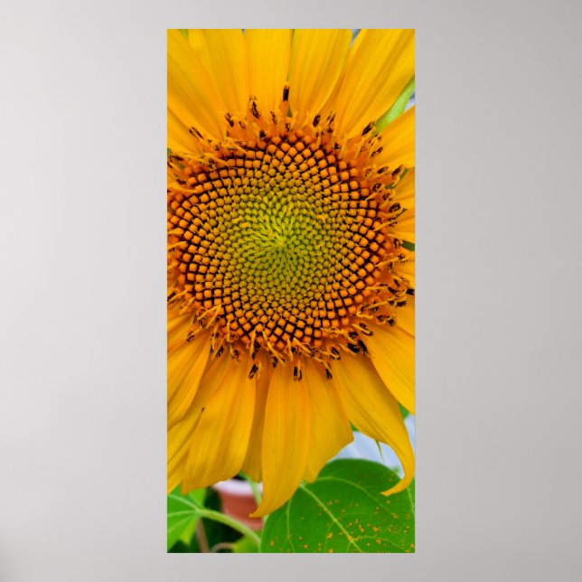 Solros Poster (Framsidan)