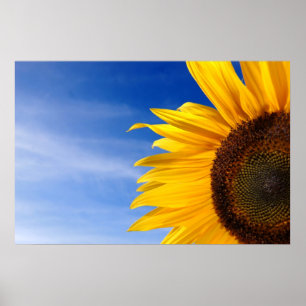 Solros Poster