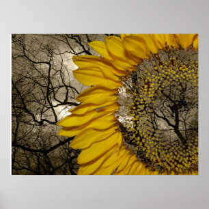 solros poster