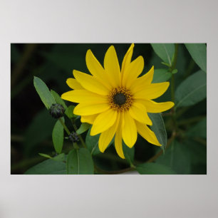 Solros Poster