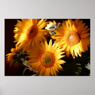 Solros Poster