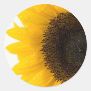 solros runt klistermärke