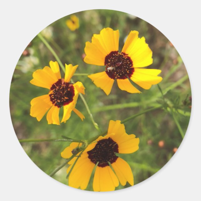 Solros Runt Klistermärke (Framsida)