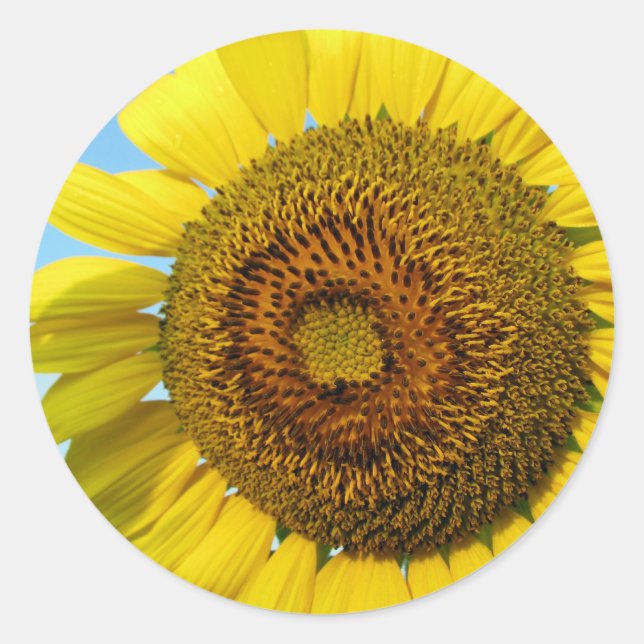 Solros Runt Klistermärke (Framsida)