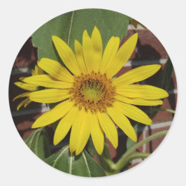 Solros Runt Klistermärke