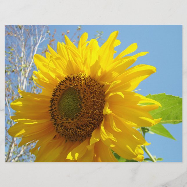 Solros Scrapbook papper Gul Blommig sommar (Framsida)
