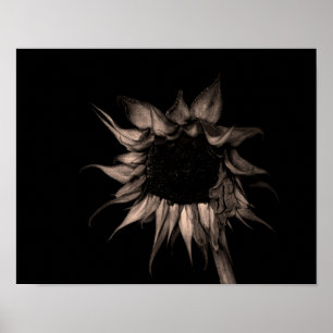 Solros - Sepia Fine Art Photographic Unik Coola Poster