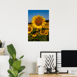 Solros Smile Poster