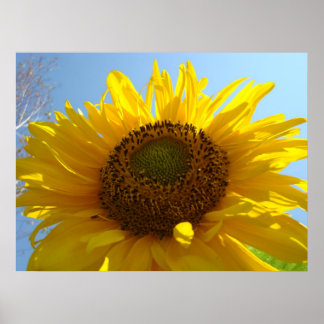 SOLROS Solblommor Konsttryck Affischer Konsttryck