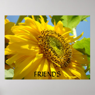 SOLROS Solblommor Konsttryck Inramad konst Poster