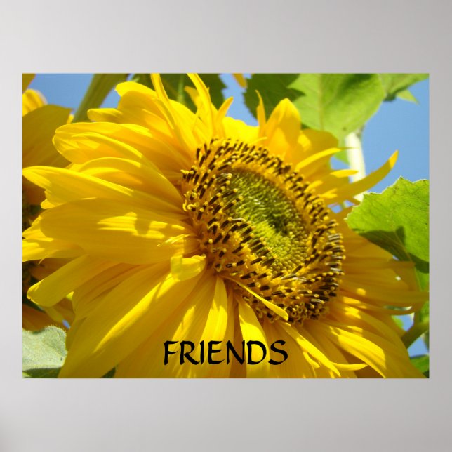 SOLROS Solblommor Konsttryck Inramad konst Poster (Framsidan)
