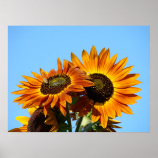 SOLROS Solblommor Konsttryck Inramad konst Poster