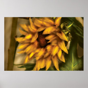 Solros - solrosen poster