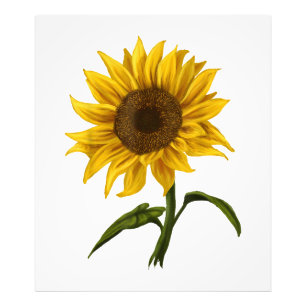 Solros Solsken Blommigt Vattenfärg Flower Fototryck