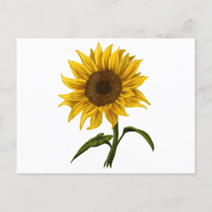 Solros Solsken Blommigt Vattenfärg Flower Helg Vykort