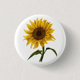 Solros Solsken Blommigt Vattenfärg Flower Knapp