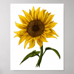 Solros Solsken Blommigt Vattenfärg Flower Poster