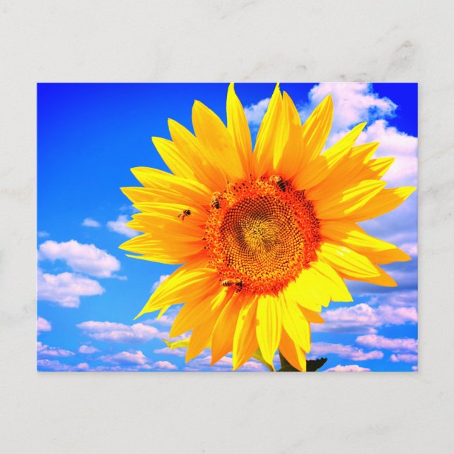 Solros sommar postkort vykort (Framsida)