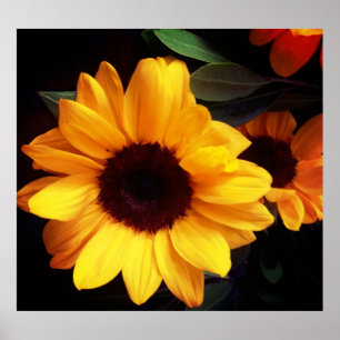 Solros, sommarblomskonst poster