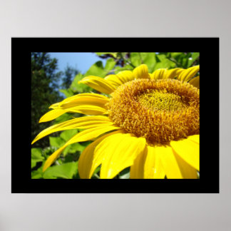 Solros trädgård konsttryck Sommar blomster konstve Poster