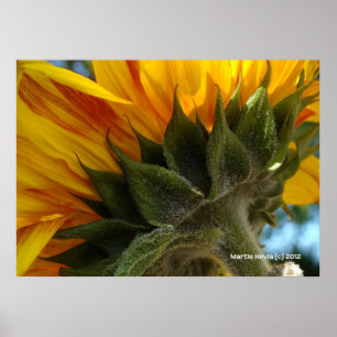 Solros under poster