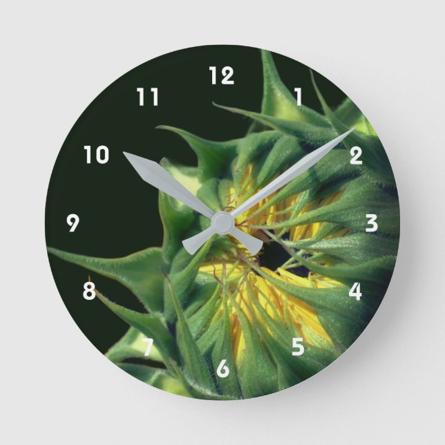 Solros Utvecklad Blomma Rund Klocka (Framsida)