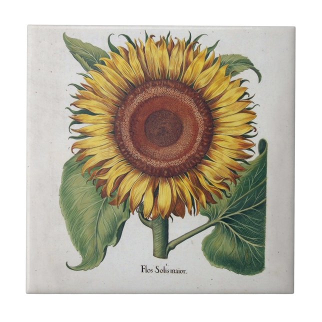 Solros Vintage Damask Blommig Konst Kakelplatta (Framsidan)