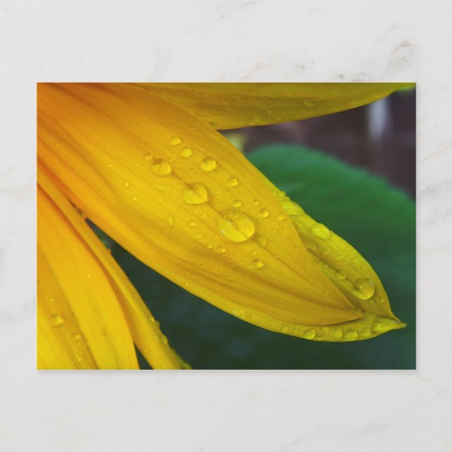 Solros Vykort (Framsida)