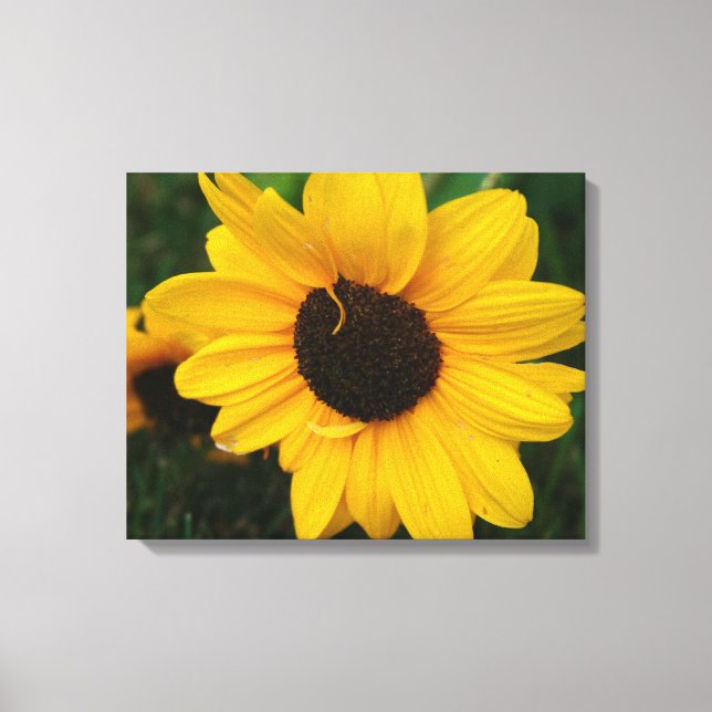 Solros Wrapped Canvas (Framsida)